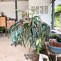 彩りを贈る】ギフト用おまかせ板付ビカクシダ | IMAMA