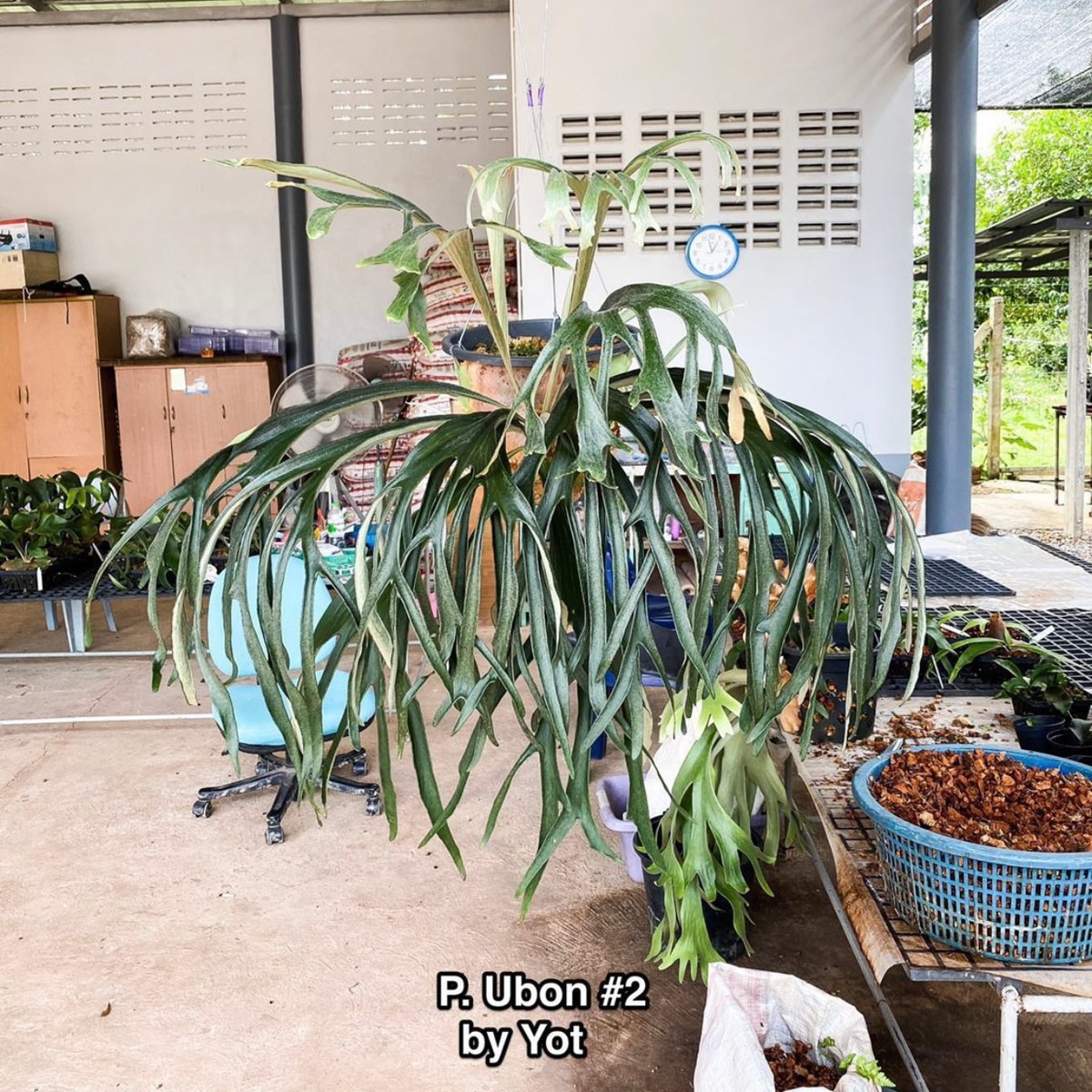 2025.11/18〜】板付ビカクシダ P. Ubon#2 （pup） | IMAMA