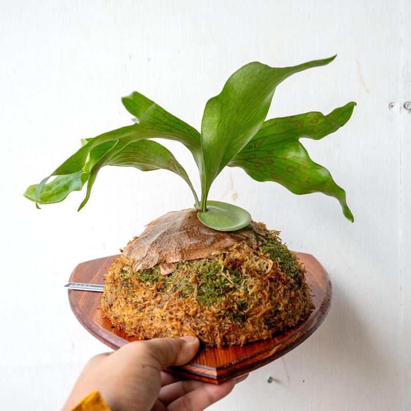 マジュスポ oc 子株 P.sp（'Majus'HK mix spore） 法花園 ビカクシダ