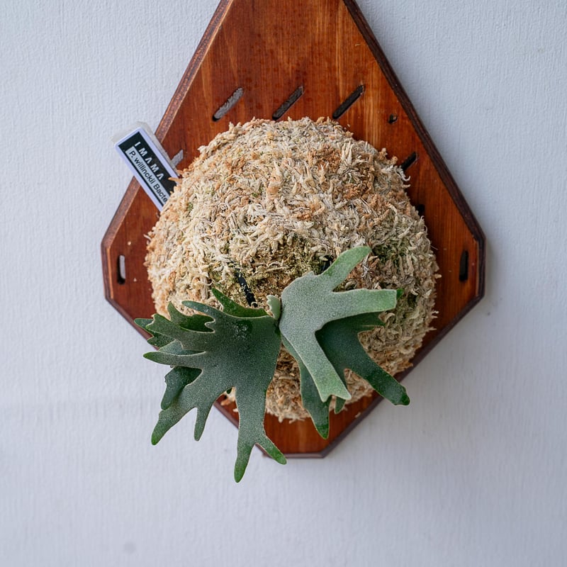 2025.11/12〜】板付ビカクシダ P. willinckii 'Bacteria'