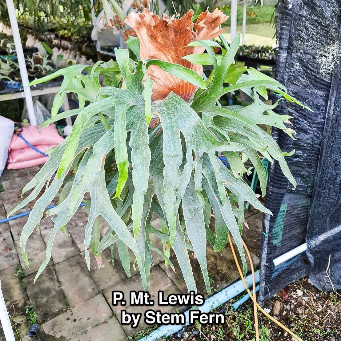 P.Mt.lewis／マウントルイス／ビフルカツム／ビカクシダ／大株
