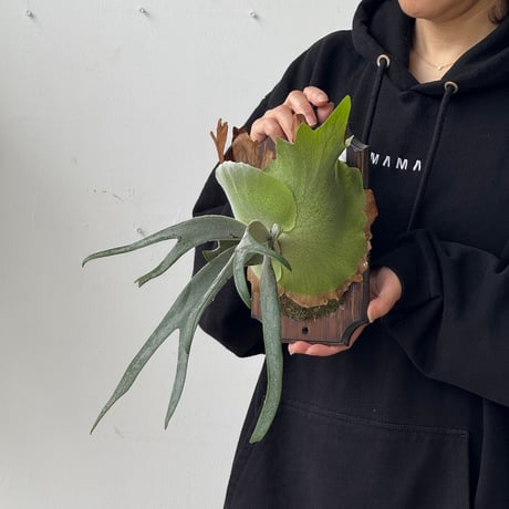 【2026.5/24〜】板付ビカクシダ　  P. willinckii sporeling