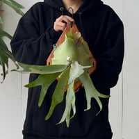 【2026.5/24〜】板付ビカクシダ　  P. willinckii sporeling