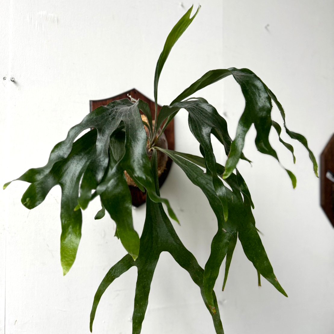 P. Hanuman ハヌマーン板付 子株③ ビカクシダ コウモリラン 【公式通販】