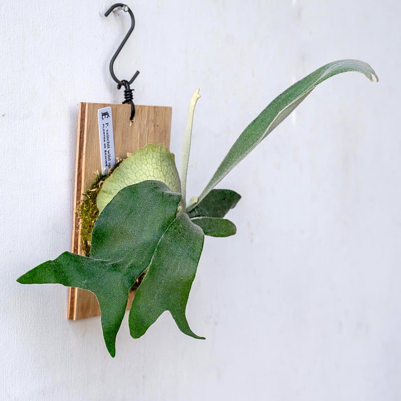 P. veitchii ビカクシダ P. veitchii wild (vp#16) こちらのかっこいい株を ヤフオク出品中です