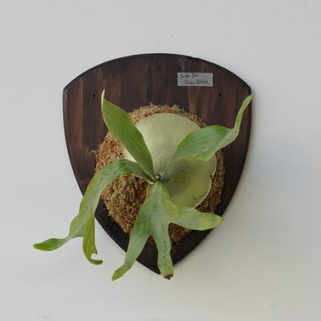 CATEGORY diversifolium | IMAMA