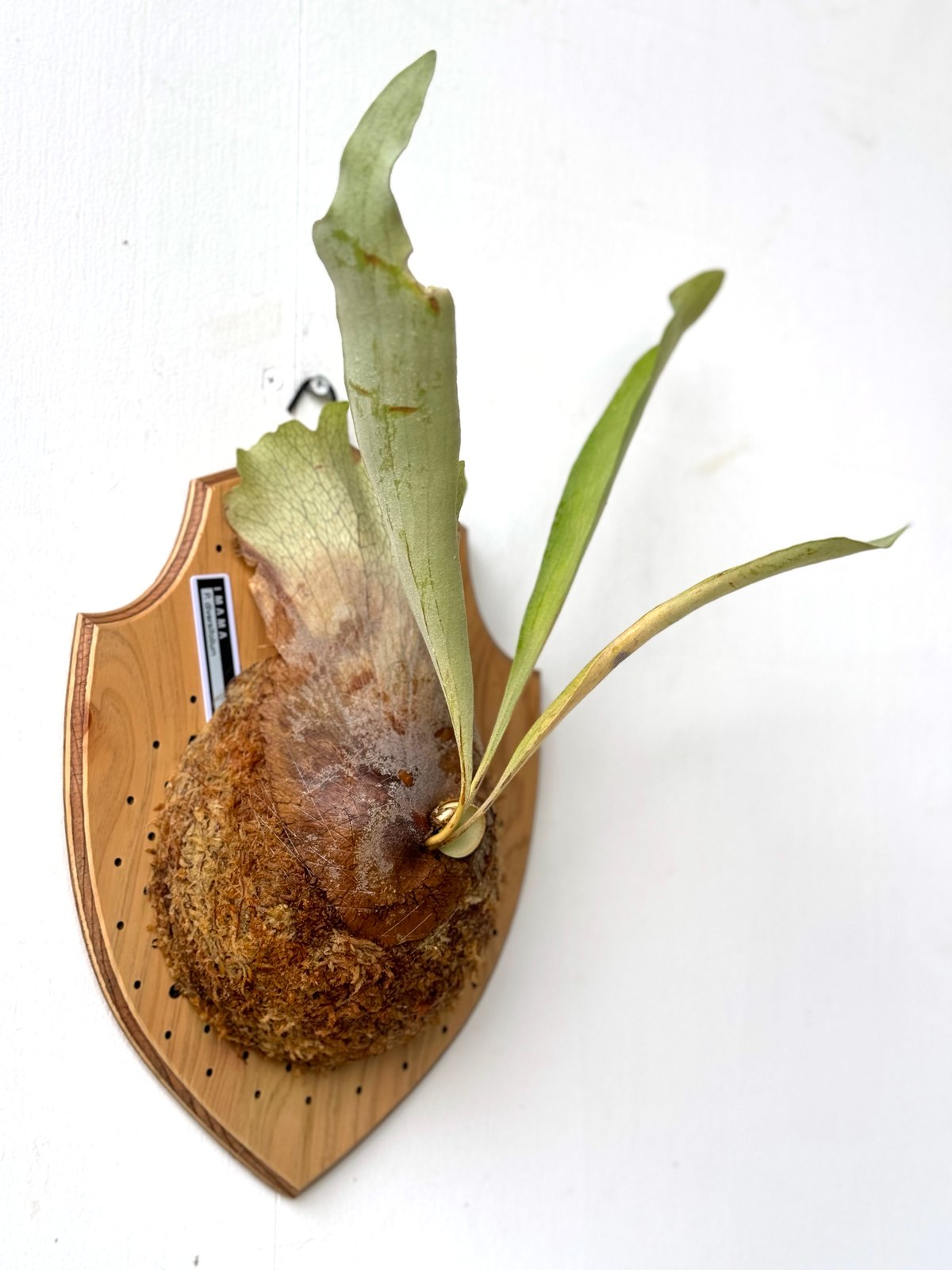 ビカクシダ P.FSQ special pup 板① ビカクシダ P.FSQ special pup 板① ビカクシダ P.FSQ special pup 板