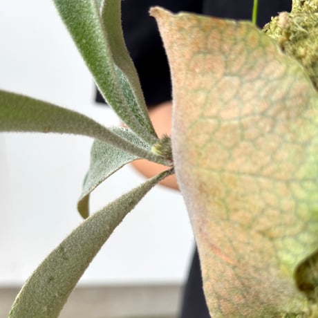 【2026.5/26〜】板付ビカクシダ　  P. veitchii 'Auburn River' × P. veitchii wild sporeling