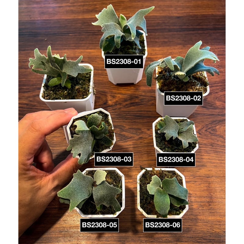 ビカクシダ バクテリア スポア 板付 ビカクシダ ウィリンキー