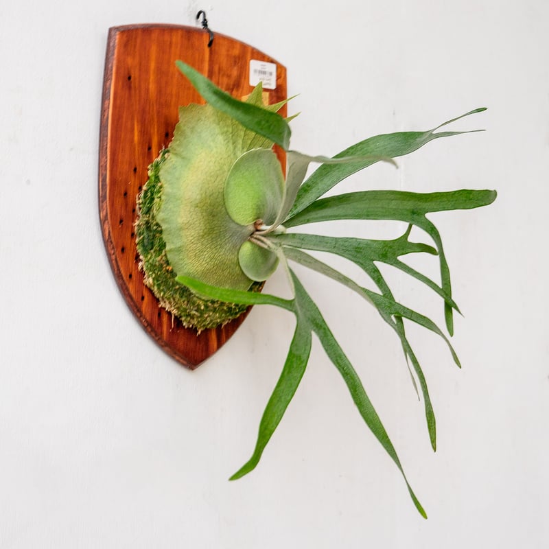 2025.11/18〜】板付ビカクシダ P. Ubon#2 （pup） | IMAMA