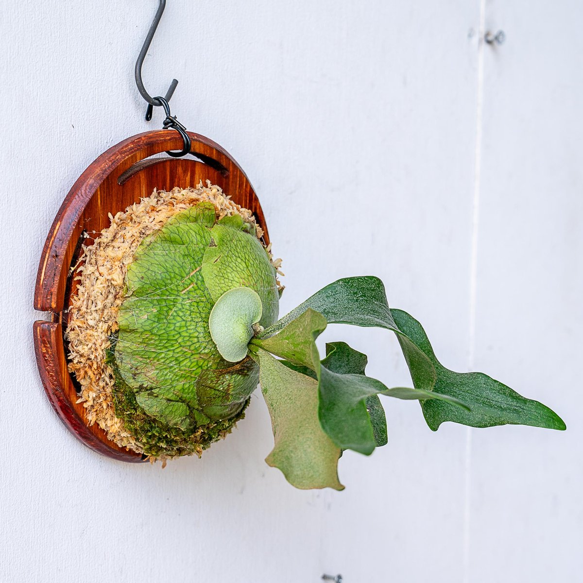 ビカクシダ P. FSQ White Monster FSQ ”white monster” ホワイトモンスター ビカクシダ - メルカリ