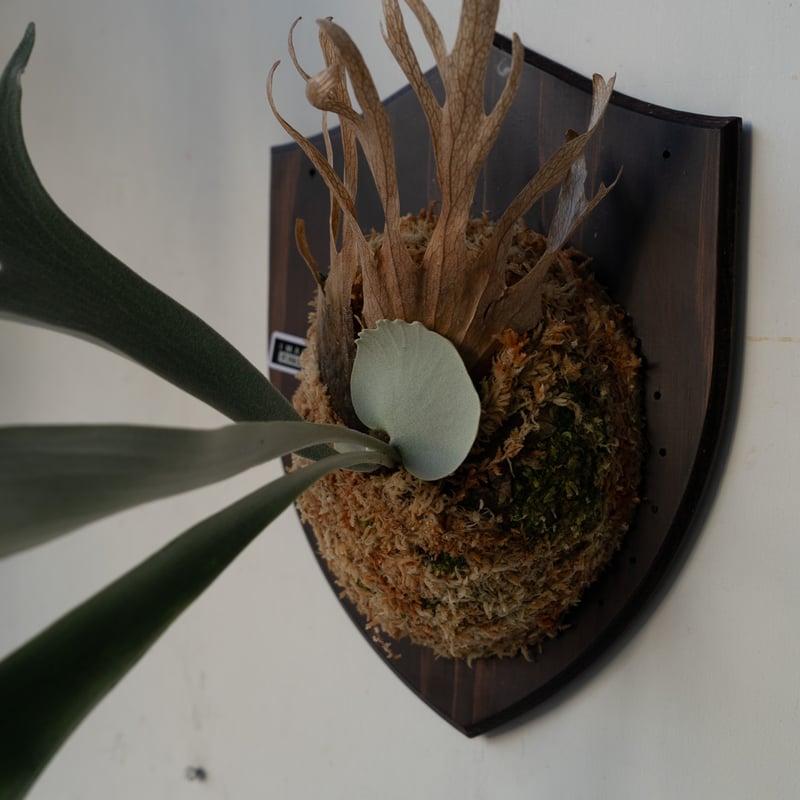 2025.6/16〜】板付ビカクシダ P. Himaraya | IMAMA