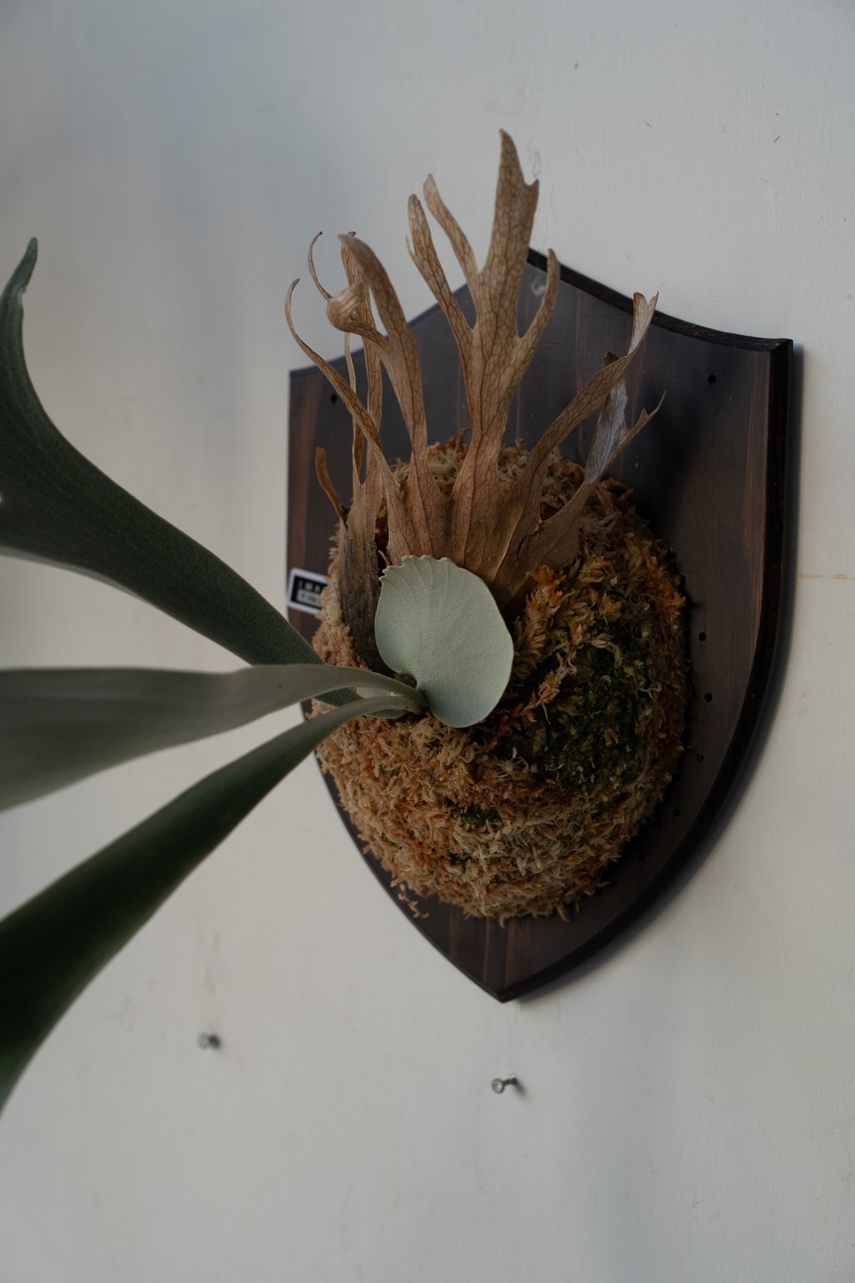 2025.6/16〜】板付ビカクシダ P. Himaraya | IMAMA