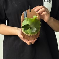 【2026.5/26〜】板付ビカクシダ　  P. wilinckii 'aplus' sporeling