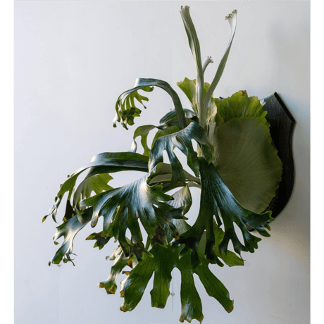 CATEGORY Mt. lewis | IMAMA