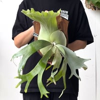 【2026.5/26〜】板付ビカクシダ　 P. willinckii [pup]