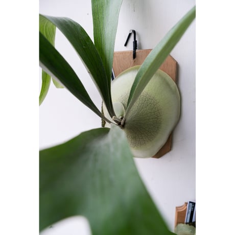 CATEGORY Platycerium (ビカクシダ/特集) | IMAMA CATEGORY Platycerium (ビカクシダ/特集) | IMAMA
