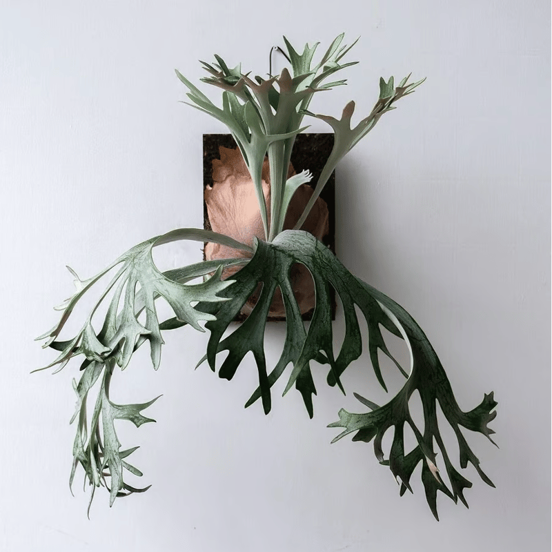 ビカクシダ son 2025.11/12〜】板付ビカクシダ P. E-1（pup）_2 | IMAMA