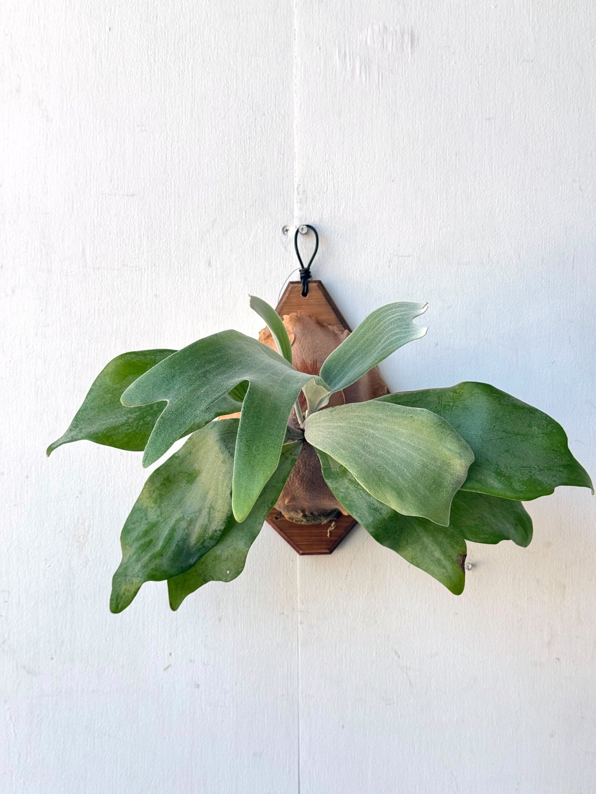 ② P.white house#2 ビカクシダ ホワイトハウス#2 【2024.5/29〜】板付