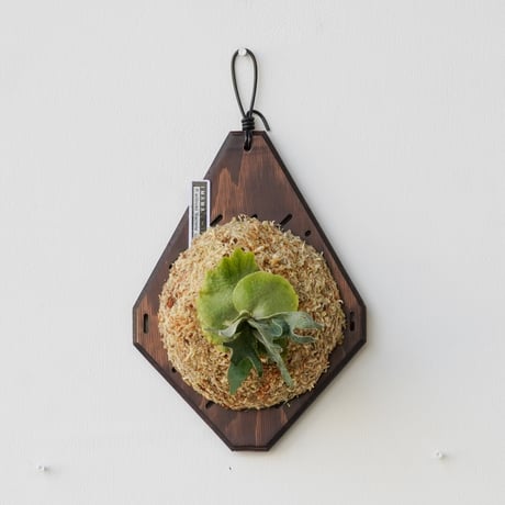 コウモリラン | STORES