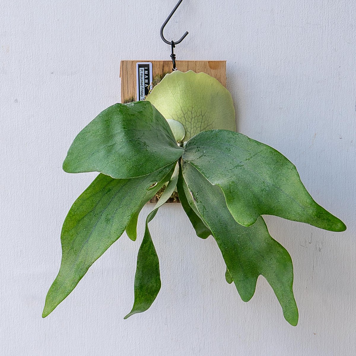 六角板付け♡ビカクシダオリジナルスポア株 2025.11/12〜】板付ビカクシダ P. Haunted Friday sporelin