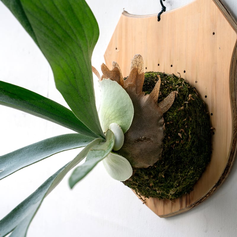 2025.11/4〜】板付ビカクシダ P. 'Pewchan#2' | IMAMA