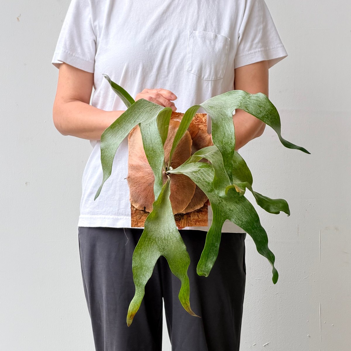 2026.6/18〜】板付ビカクシダ P. bifurcatum × P. willinck