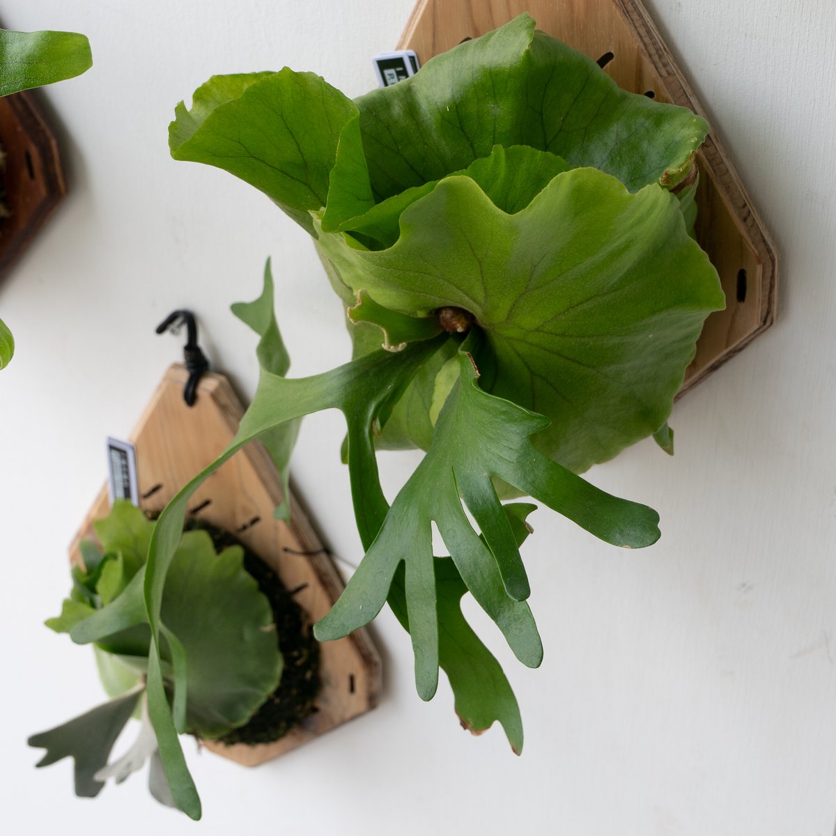 ビカクシダ P.Kitshakood small leaf 2025.9/23〜】板付ビカクシダ P. kitshakood thin leaf | I