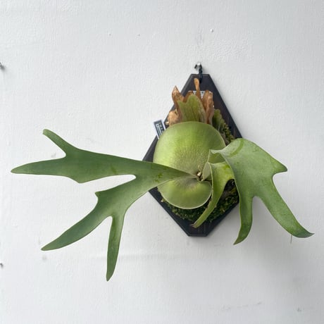 ビカクシダ | STORES