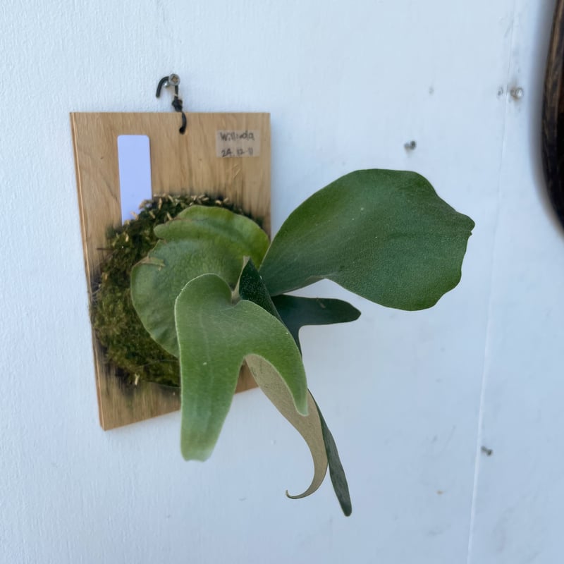 2025.8/3〜】板付ビカクシダ P. willinda（P. willinckii×P