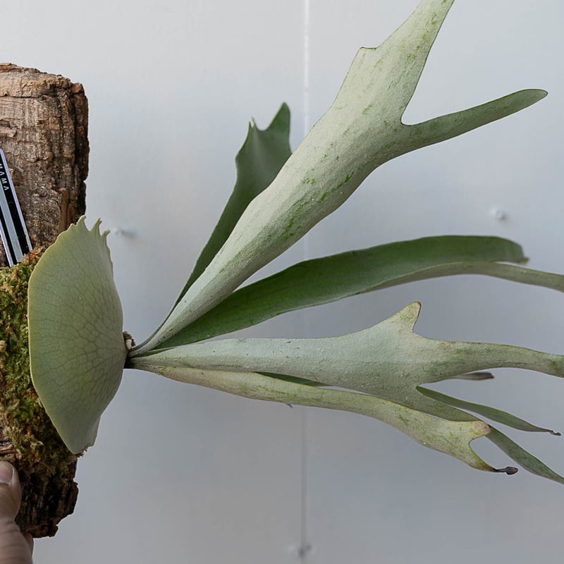 2025.12/31〜】コルク付ビカクシダ P. veitchii_3 | IMAMA