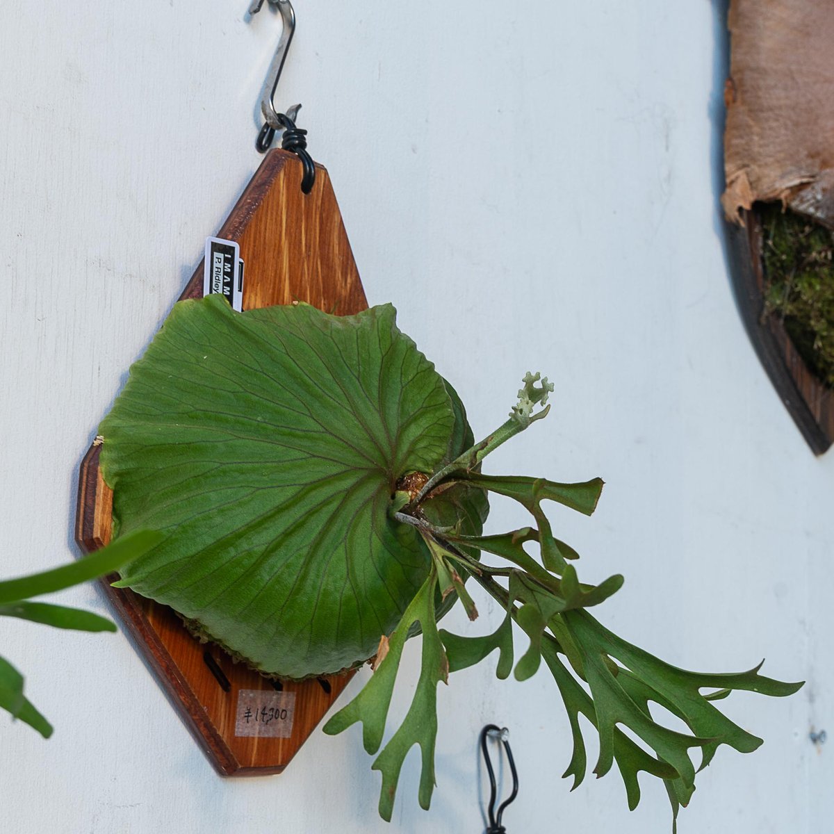 2025.7/22〜再掲】板付ビカクシダ P. Ridleyi 'coral' | IMAMA