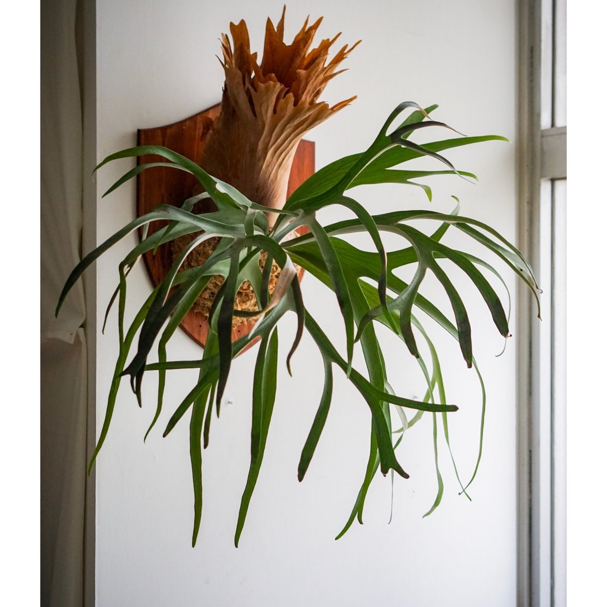 コモスポ pup ビカクシダ 2025.11/12〜】板付ビカクシダ P.bifurcatum