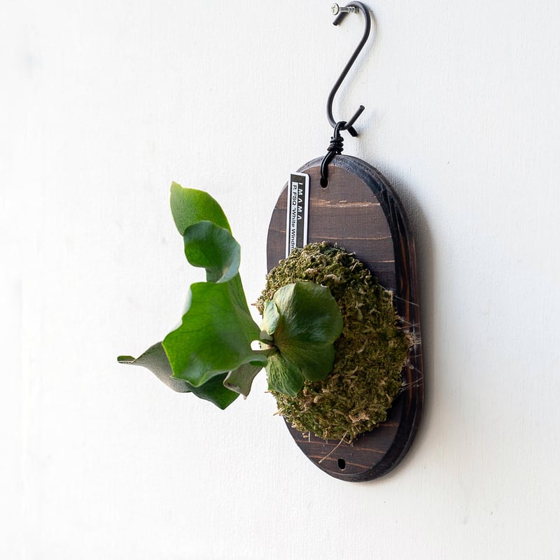 ビカクシダ　P.FSQ VP#11 pup 焼き板付け ビカクシダ P.FSQ VP#11 pup 焼き板付け