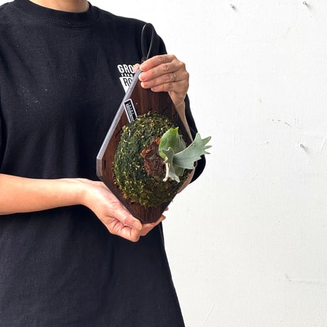 【2026.5/26〜】板付ビカクシダ　  P. wilinckii 'Bacteria' sporeling_1