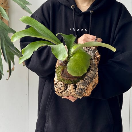 【order】コルク付ビカクシダ　  P. ellisii