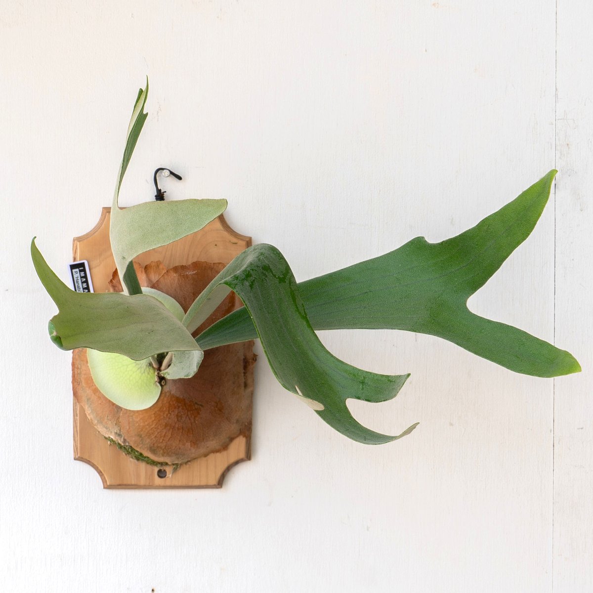 P.Hanabi 現品 ビカクシダ 楽天市場】ビカクシダ P.'Hanabi' 現品販売 産地直送 groote