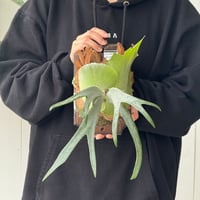 【2026.5/24〜】板付ビカクシダ　  P. willinckii sporeling