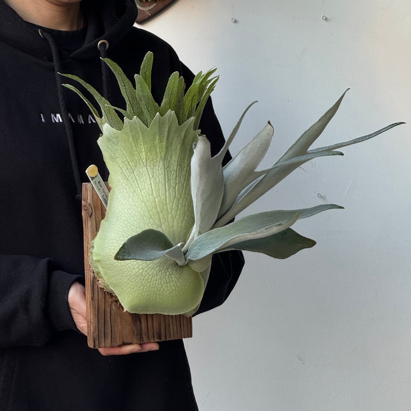2026.5/5〜】板付ビカクシダ P. veitchii 'Suddan' sporeli