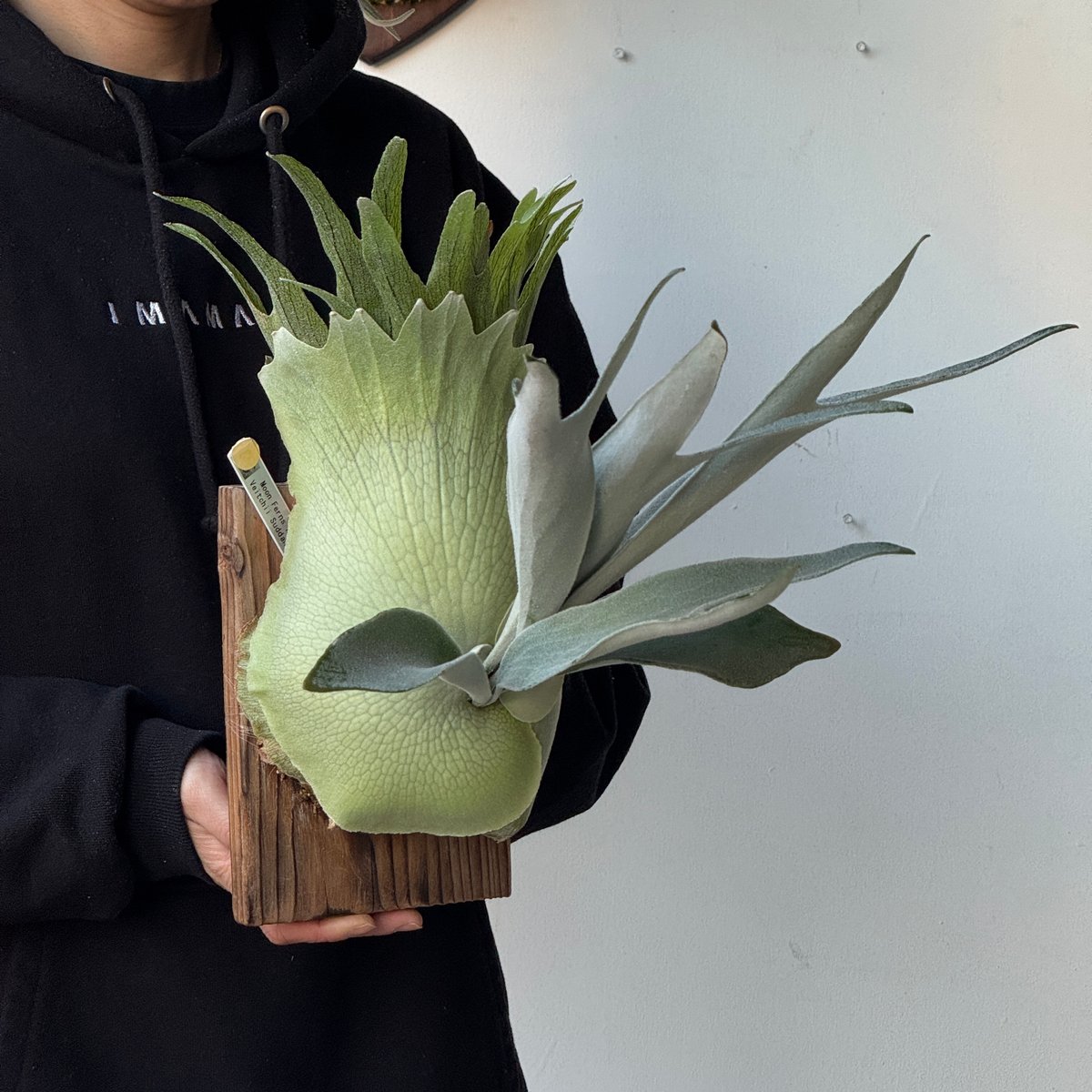 2026.5/5〜】板付ビカクシダ P. veitchii 'Suddan' sporeli