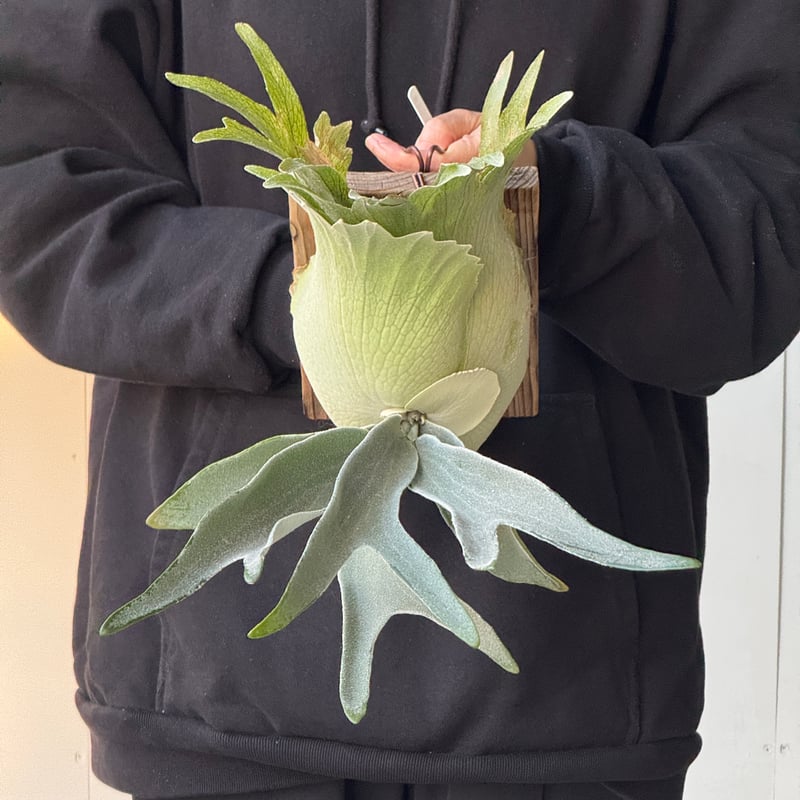 2026.5/5〜】板付ビカクシダ P. veitchii 'Suddan' sporeli