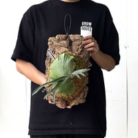 【2026.5/26〜】コルク付ビカクシダ　P. alcicorne madagascar