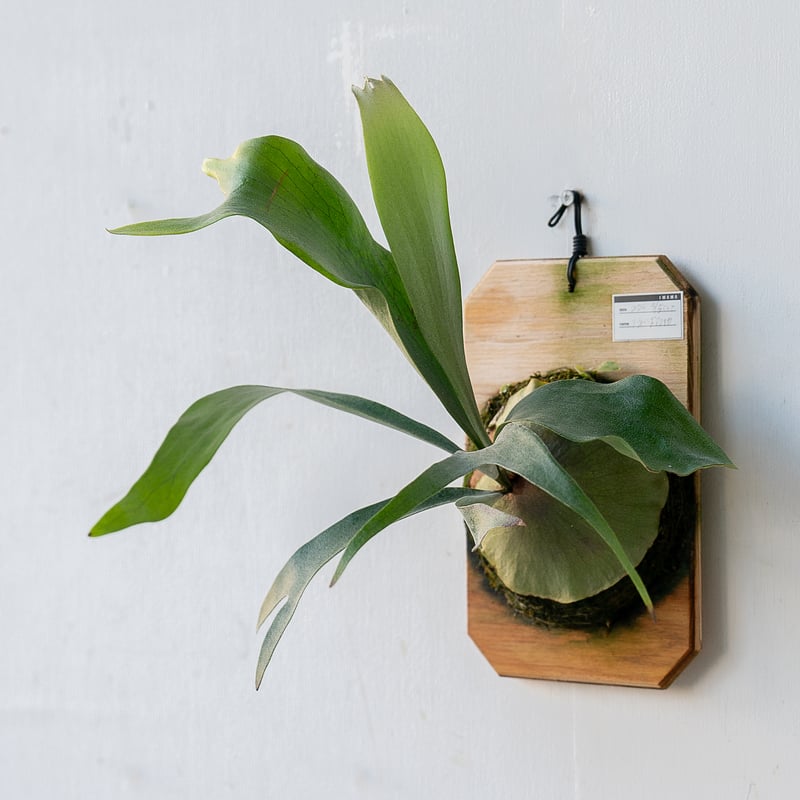 2024.12/4〜】板付ビカクシダ P. hillii  