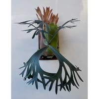 ビカクシダ P.Willinckii Jewel sporeling 2025.3/25〜】板付ビカクシダ P. willinckii 'Jewel' spore