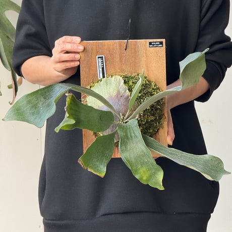 CATEGORY hillii | IMAMA