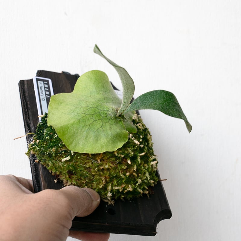 ミームン ビカクシダ 楽天市場】ビカクシダ P.'Moomin'(P.Pewchan