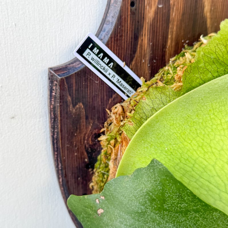 ビカクシダ　ペドロタツタ　板付 ①】 P. pedro 板付 ビカクシダ ビカクシダ ペドロタツタ 板付 Yahoo