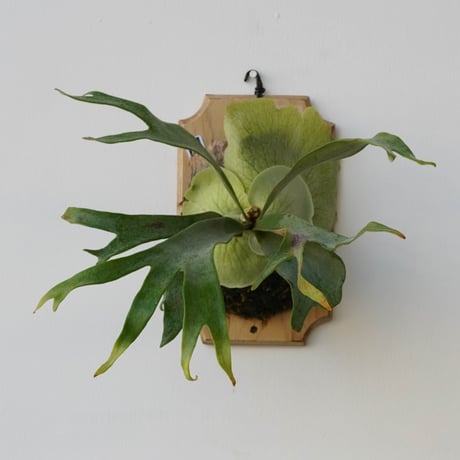 CATEGORY veitchii | IMAMA