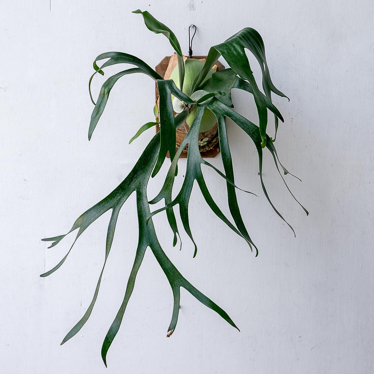 2025.11/12〜】板付ビカクシダ P.bifurcatum系不明種（pup） |