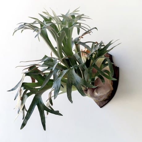 ビカクシダ | STORES